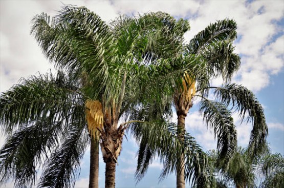 queen palm 1